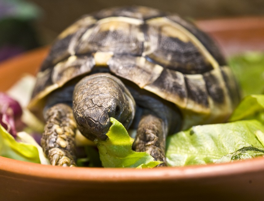 Wie Relikte aus vergangener Zeit: Schildkröten als Haustiere