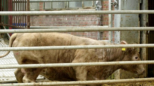 Kuh stolpert in einen Schlachthof währen der BSE-Krise 2001D