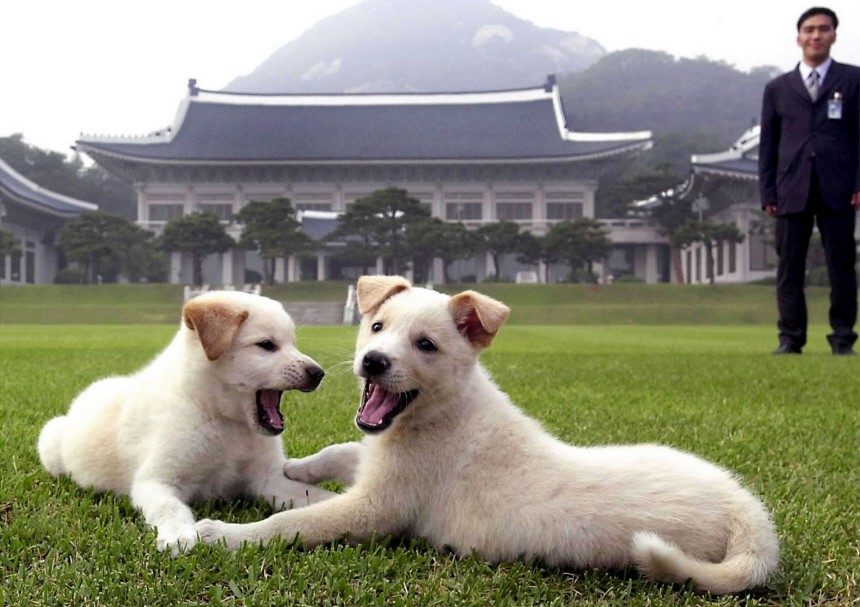 A PAIR OF PUNGSAN DOGS FROM NORTH KOREA IN SEOUL