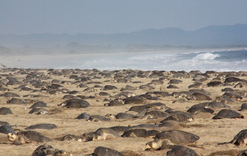 Schildkröten schauen statt schlachten: Ökotourismus in Süd-Mexiko
