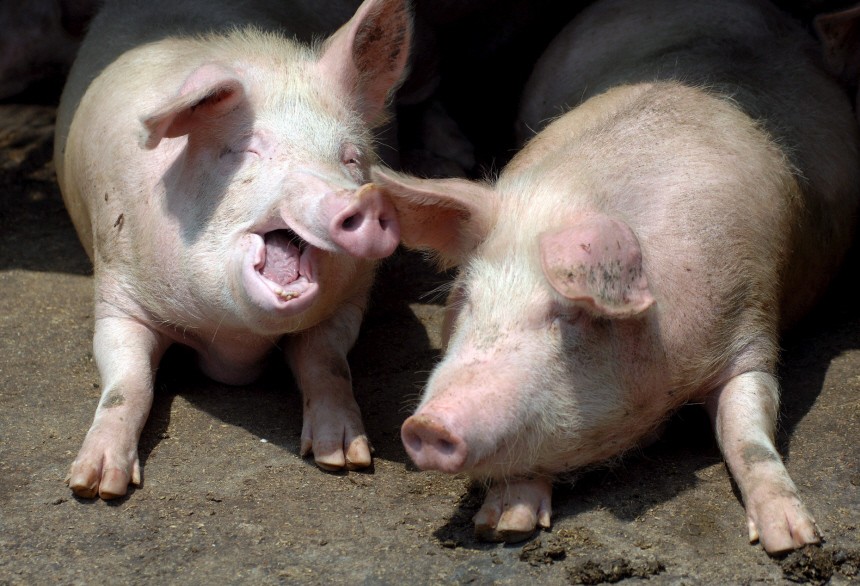 Schweinegrippe - Schweinefarm in Qingdao