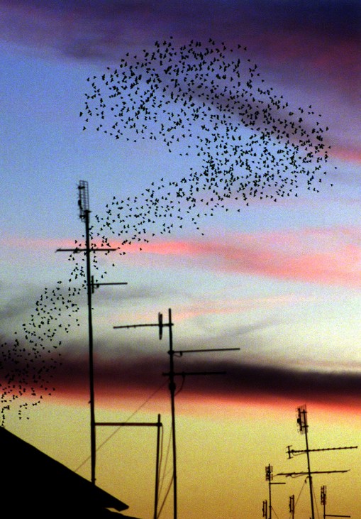 FLOCK OF STARLINGS FORM ABSTRACT PATTERNS ABOVE ROME'S ROOF TOPS