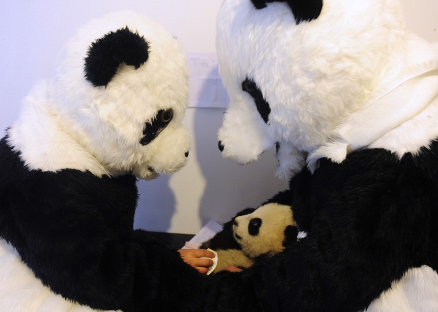 Researchers dressed in panda costumes check the body temperature of a panda cub during its physical examination at the Hetaoping Research and Conservation Center for the Giant Panda in Sichuan province