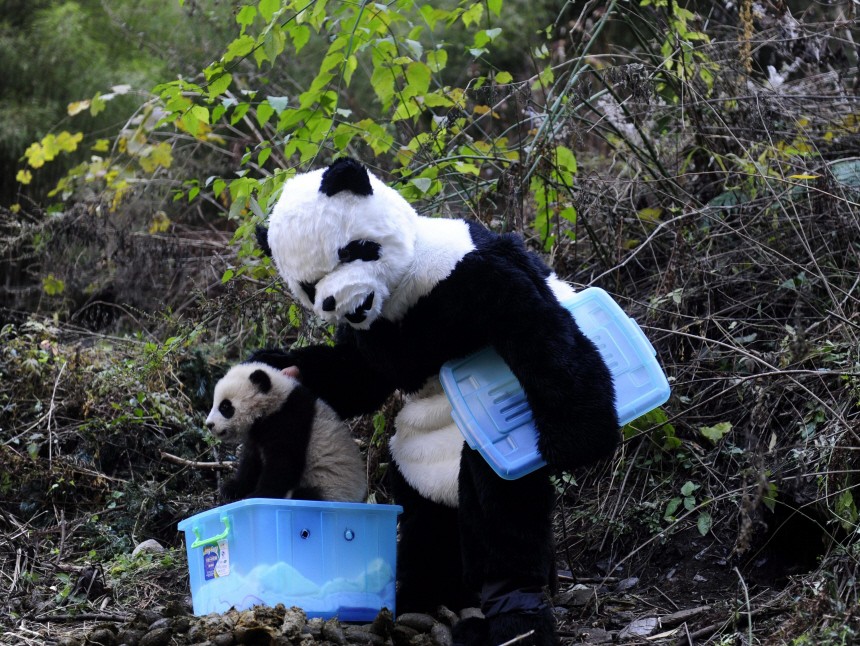 A researcher in panda costumes