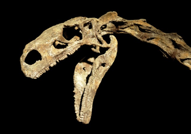 Komplettes Dinosaurier-Skelett gefunden