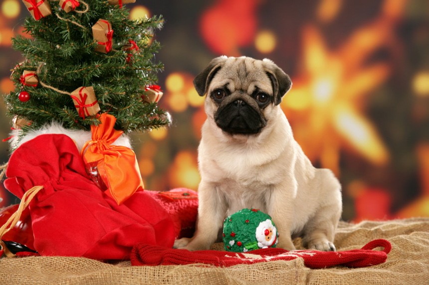 (Service-Bild) Weihnachten im Fressnapf ñ Tierliebe kennt keine Krise