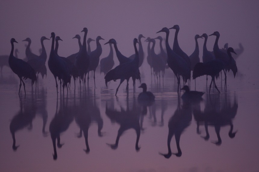 A group of Comon Cranes gather in dawn light on their night-roost on a lake in the German state of Brandenburg close to Berlin