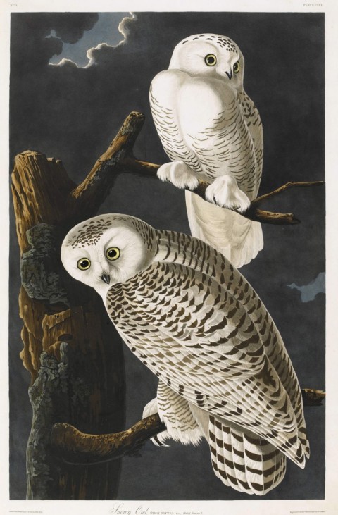 James Audubon's Birds of America at Sotheby's Auction