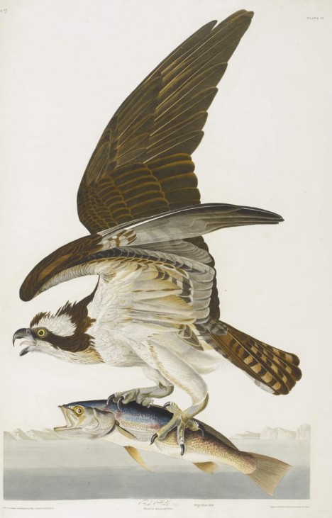 James Audubon's Birds of America at Sotheby's Auction