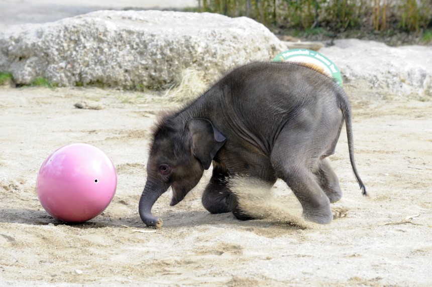 Elefanten-Baby mit Osterei im Münchner Zoo, 2010