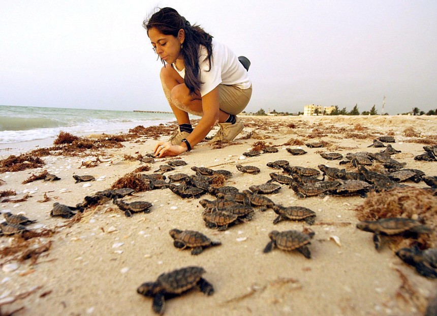 Schildkröten wandern ins Meer