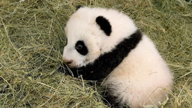 Panda-Zucht: In Gefangenschaft überleben sie schon ganz gut, die kleinen Pandas, doch ob der Schritt in die Freiheit gelingt, ist zweifelhaft.