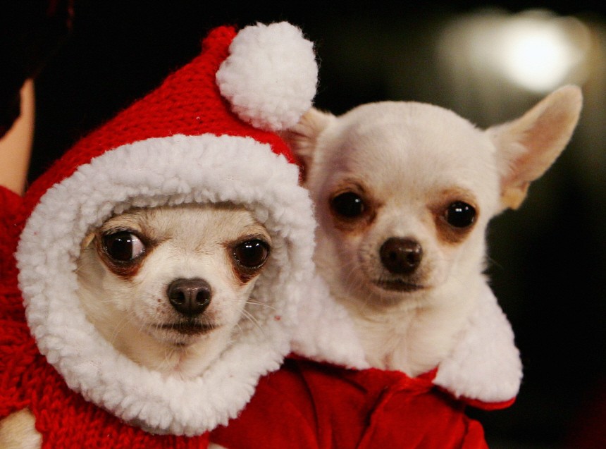 A pair of chihuahuas, dressed up as Santa Claus, take part in a fashion show in Antwerp
