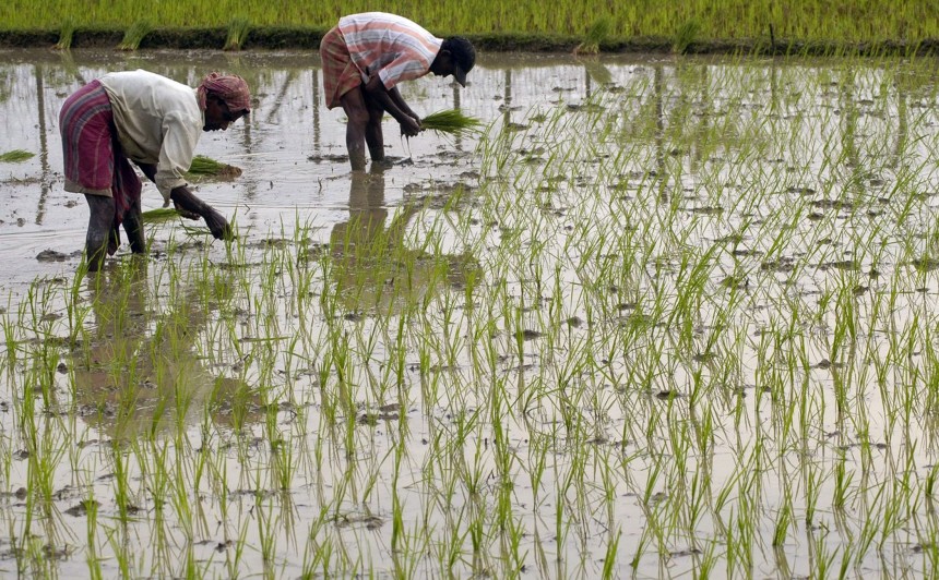 Farmers plant rice seedlings at their field in Agartala