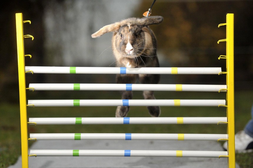 Hindernisspringen fuer Kaninchen