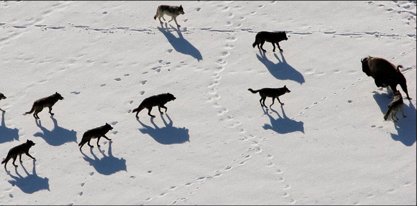 Grauwölfe jagen ein Bison im Yellowstone Nationalpark
