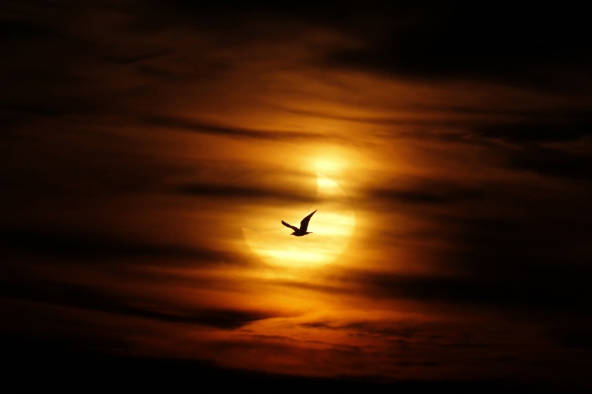 A seagull is silhouetted against the sun at dawn during a partial solar eclipse on Guadalmar beach in Malaga