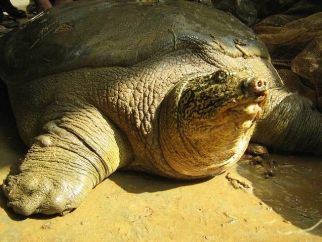 Studie: Süßwasserschildkröten droht Aussterben