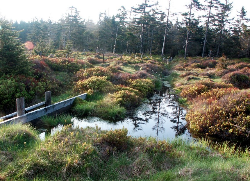 Forscher - Klimawandel bedroht Artenvielfalt in Harz und Heide