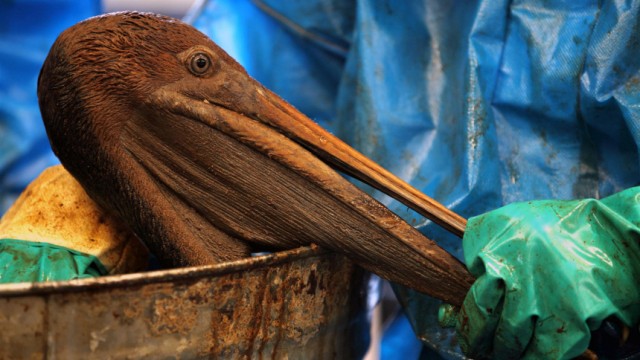 Handout shows a handler holding the beak of an oil-covered pelican at the Fort Jackson Wildlife Rehabilitation Center in Buras, Louisiana