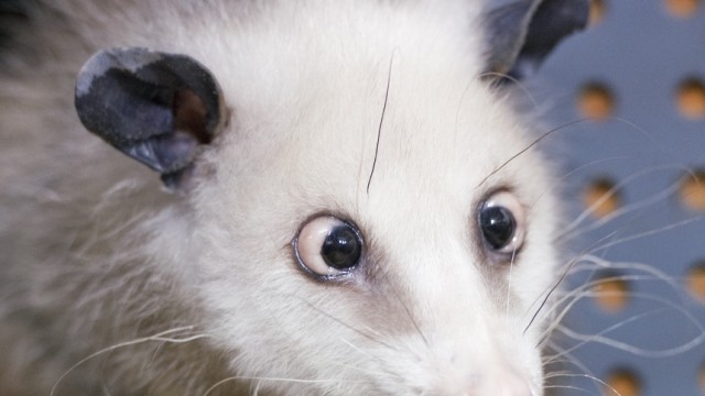 Opossum Heidi - Höhenflug einer schielenden Beutelratte