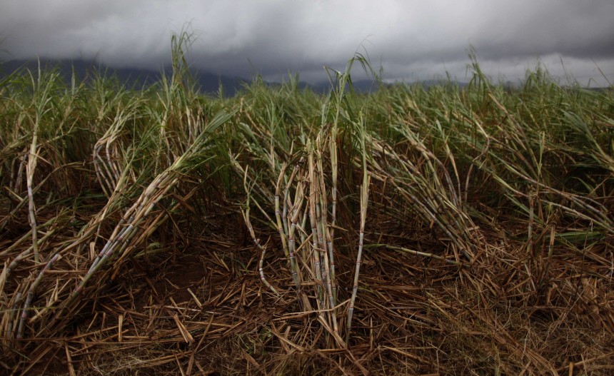Sugar cane crop, damaged by cyclone Yasi, stands at an angle in a field near the northern Australian town of Innisfail