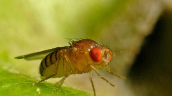 Drosophila Fruchtfliege