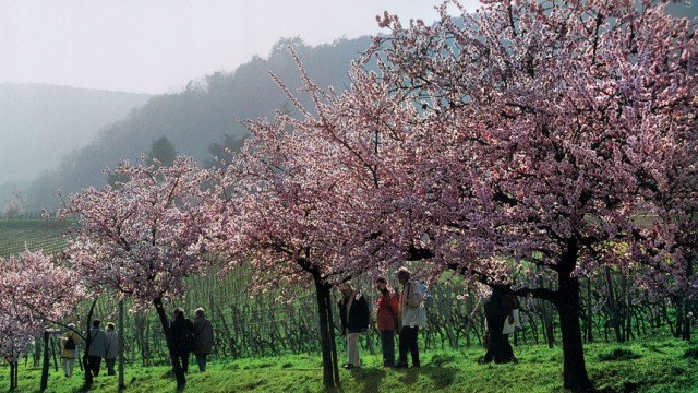 Ein Frühlingserwachen in Rosa: Pfälzer Mandelblüte