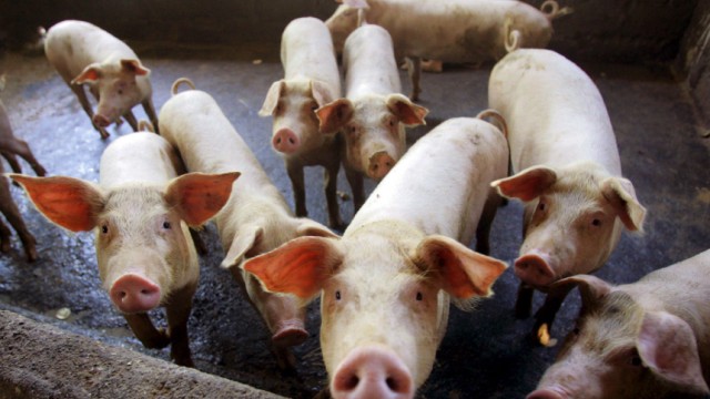 Schweinegrippe - Schweinefarm in Indonesien