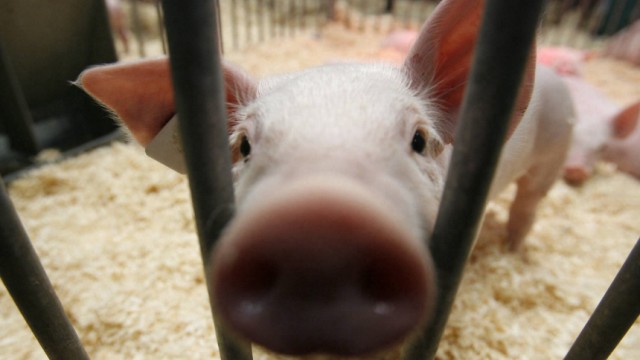 Schweine- und Rinderbestaende in Deutschland verringern sich