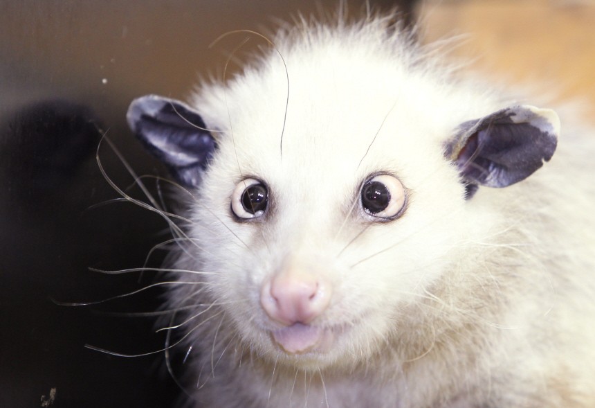 Opossum Heidi soll Oscar-Gala begleiten