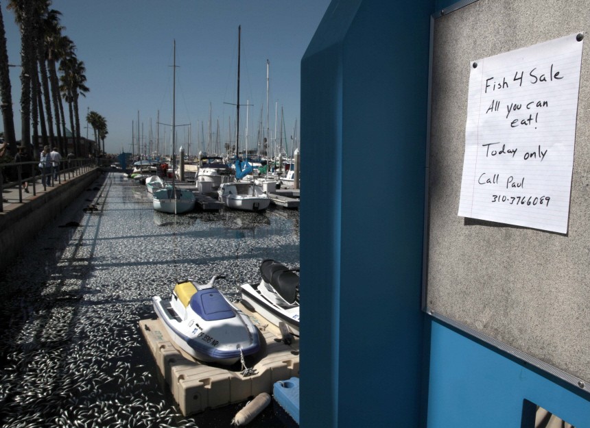 A sign offering fish for sale is seen next to where fish lie dead in the harbor area of Redondo Beach