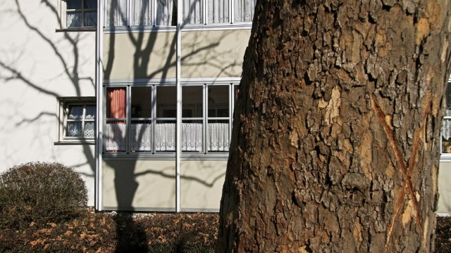 Dachau: Die Proteste der Bürgerinitiative "Rettet die Bäume" verzeichnet einen ersten Erfolg - neun Bäume bleiben stehen. Vorerst.
