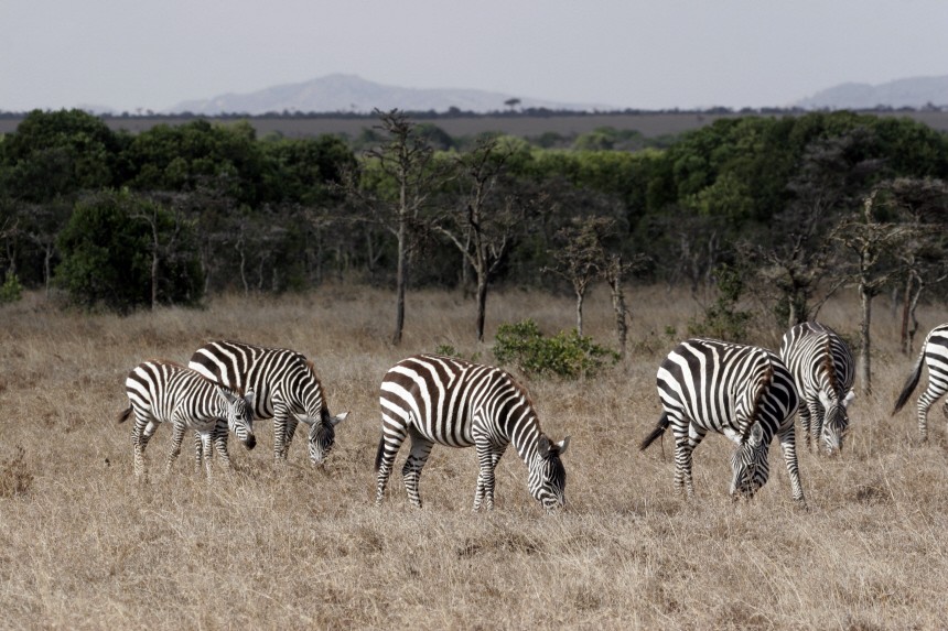 Wo Kate ´Ja" sagte: Auf Safari in den weißen Highlands Kenias