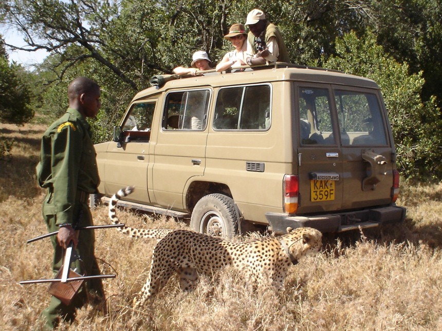 Wo Kate ´Ja" sagte: Auf Safari in den weißen Highlands Kenias