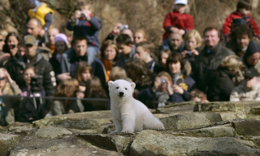 File photo of visitors watching Polar bear cub Knut in Berlin zoo