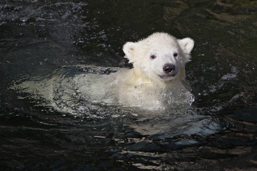 Eisbären-Nachwuchs im Tiergarten