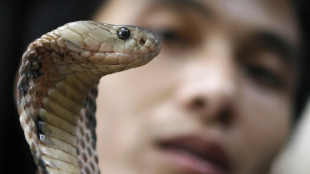 A man holds up a cobra before it is slaughtered at a restaurant in Le Mat