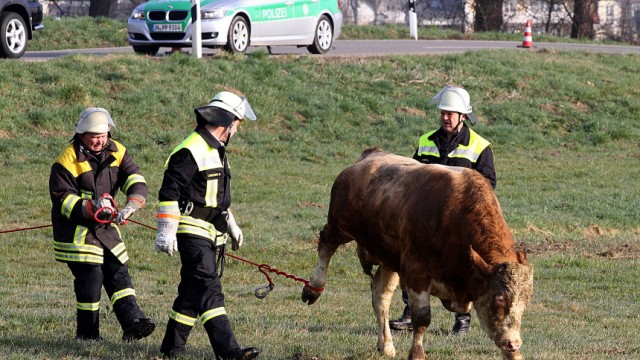 Unfall bei Petershausen: Mit vereinten Kräften gelang es Feuerwehr, Polizei und Landwirten, alle elf Rinder wieder einzufangen.