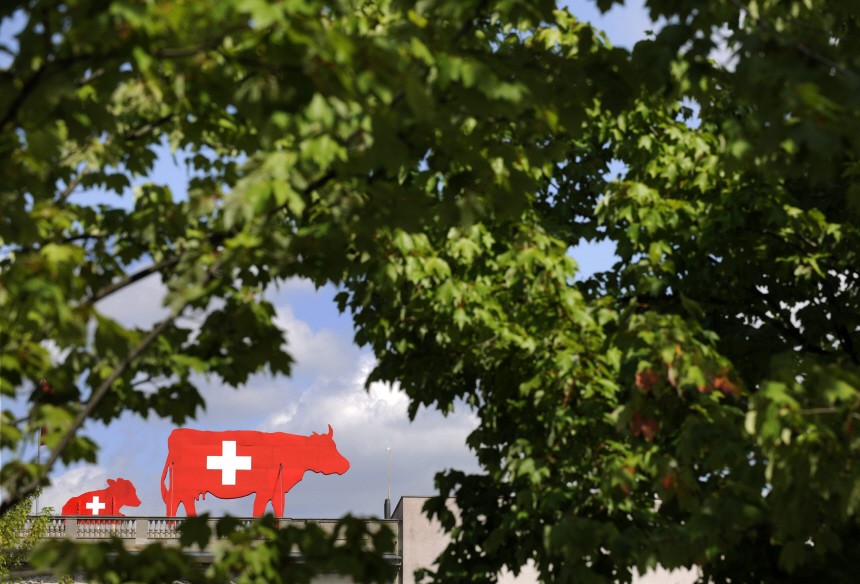 Kühe auf der Schweizer Botschaft