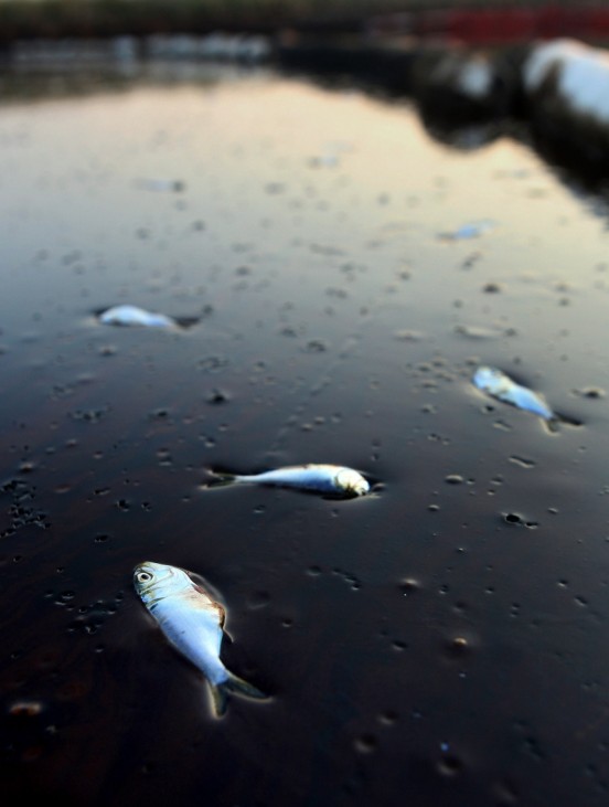 File image of dead Poggy fish in oil in Bay Jimmy near Port Sulpher, Louisiana