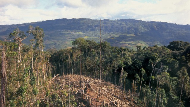 Hoher Goldpreis versechsfacht Regenwaldzerstörung in Peru