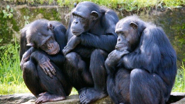 Schimpansen bilden Freundschaften