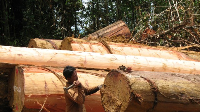 WWF warnt vor dramatischem Waldverlust