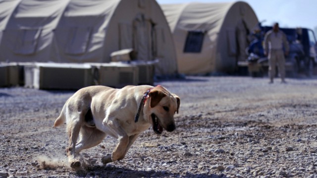 Tod von Bin Laden: Jäger auf vier Beinen: Hund im Einsatz für die US-Armee: Auch bei der Operation gegen Osama bin Laden soll ein Vierbeiner im Einsatz gewesen sein.