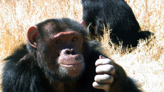 Schimpansen rauben für den Paarungserfolg
