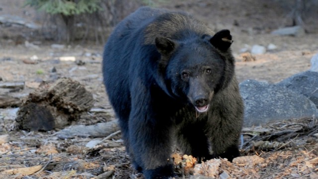 Schwarzbären in den USA: Kein menschenfressendes Raubtier: Der Schwarzbär (Ursus americanus; im Bild) gilt als ungefährlicher als sein Vetter der Grizzlybär (Ursus arctos horribilis).