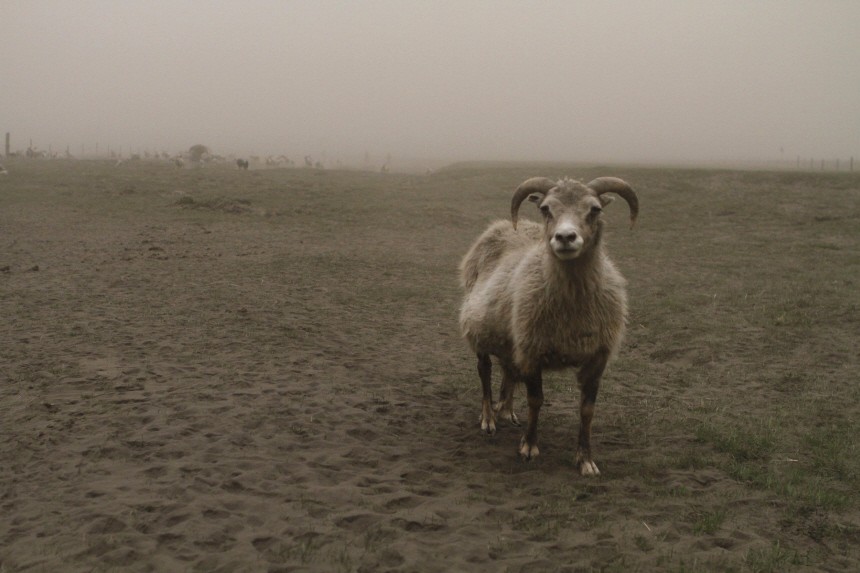A sheep is seen at a farm during the ash fallout in Mulakot