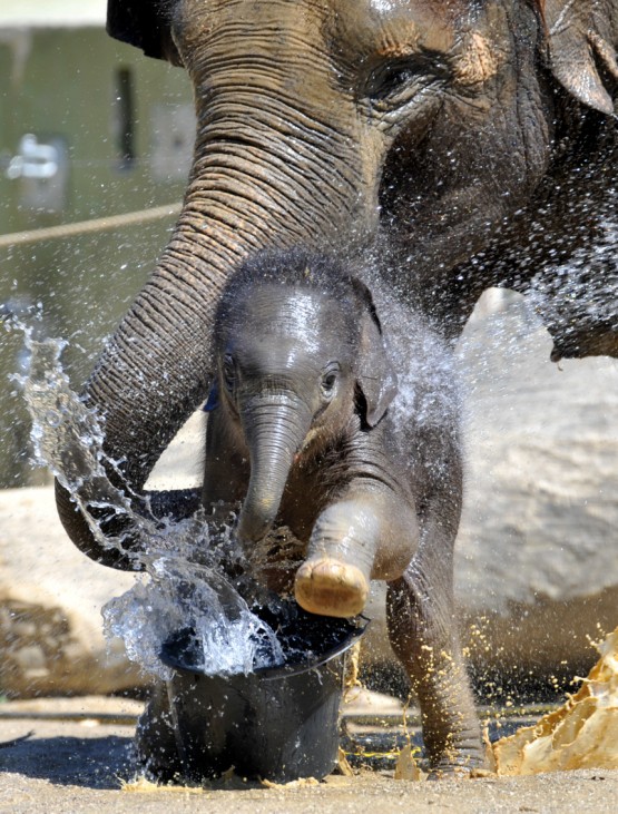 Elefantenbaby spielt mit Wasser