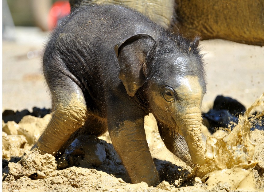 Elefantenbaby spielt im Matsch